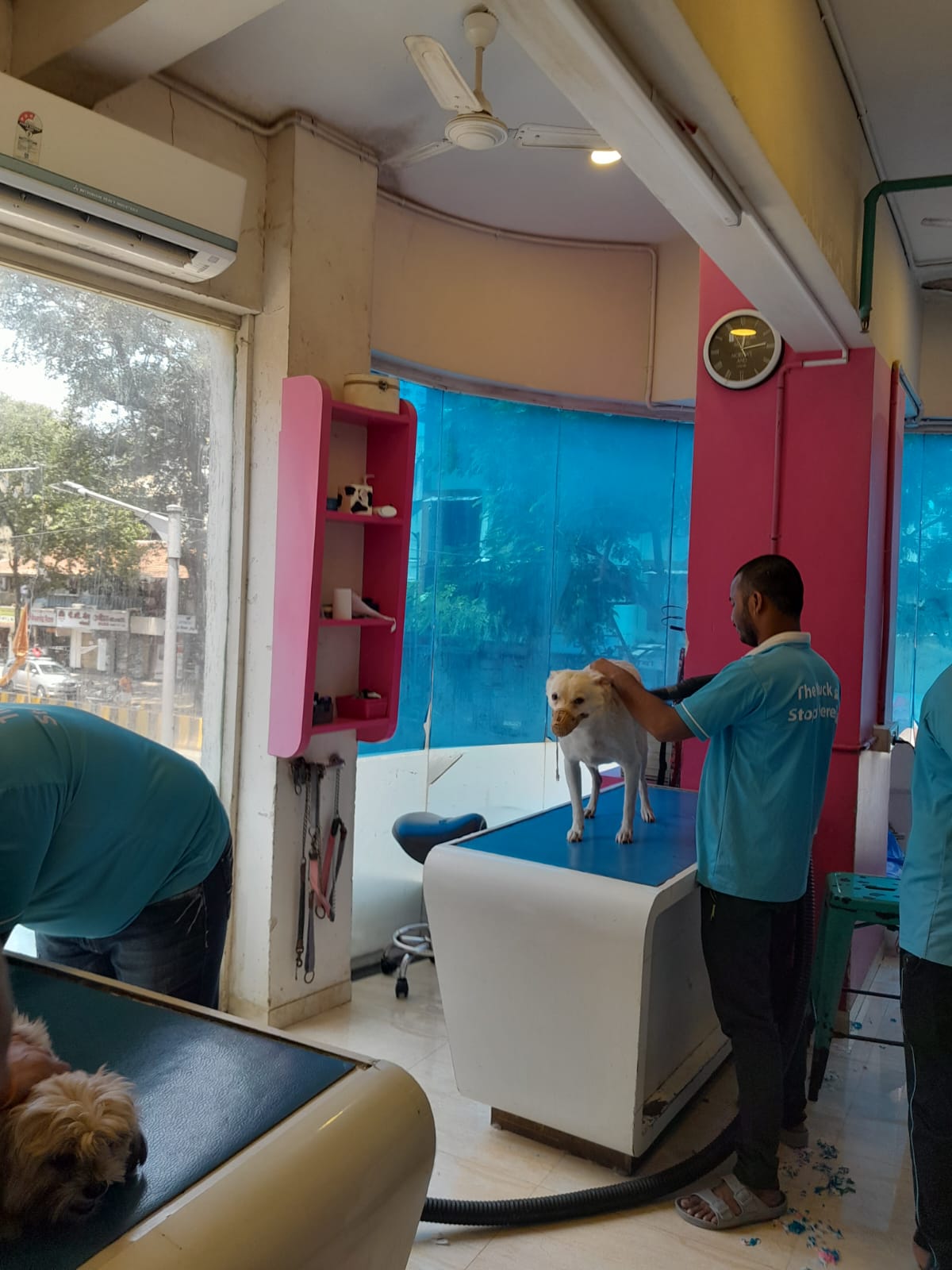 Shop for Rent in L J  Road Mumbai