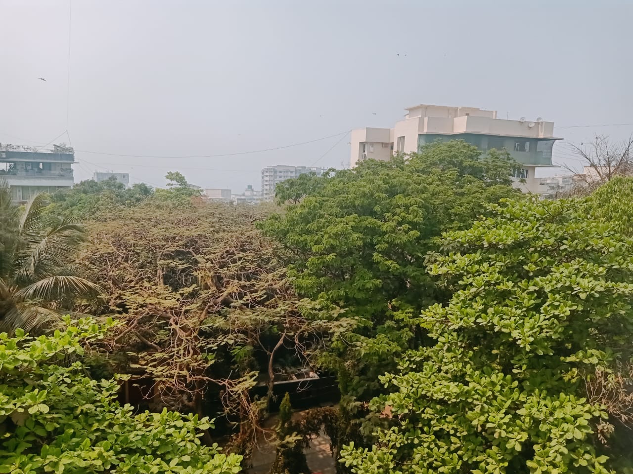 2 BHK Apartment for Rent in Pali Hill Mumbai
